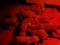 Dianas Argentum pups