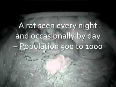 how to eliminate roof rats