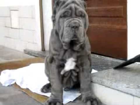 mastino napoletano