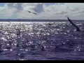 oiseaux marins à lifou