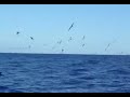 oiseaux marins à lifou