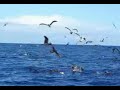oiseaux marins à lifou
