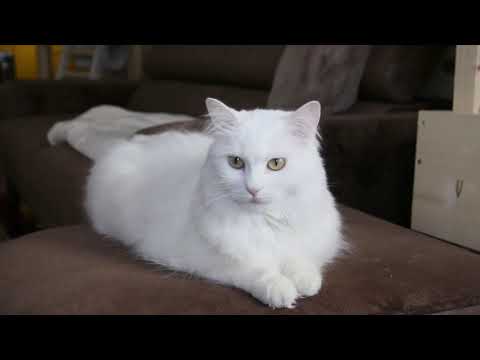 Cute and Funny Cat Videos to Keep You Smiling! π±