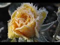 luxusl�rm: unsterblich