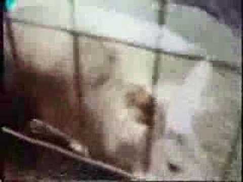 Aardvark