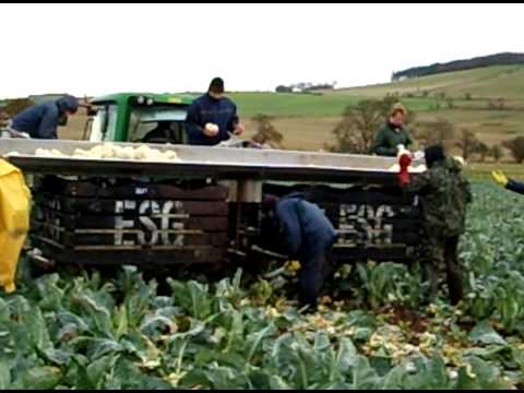 how to harvest cauliflower