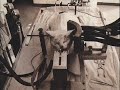 Choose cruelty free