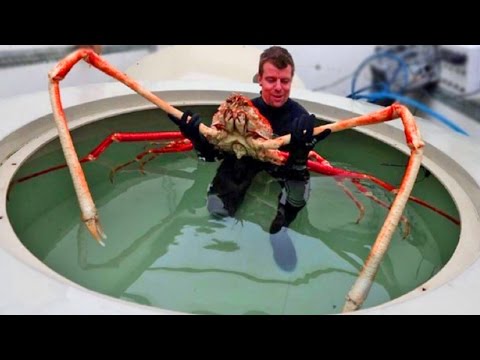 10 gruselige Tiere - die es wirklich gibt! | MythenAkte