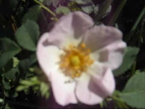 how to replant wild roses