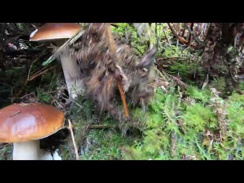 To co znalazł ten facet to mokry sen grzybiarzy – Polska