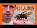 My Pet Suzumebachi - Asian Giant Hornet