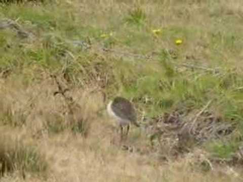 wirebird st helena