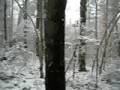 Sudden Snow