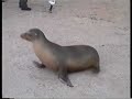 Galapagos Islands