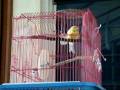 Fifi the canary fooling around