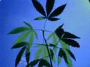 My Plant My Music My Small Freedom My Plant My Music My Small Freedom