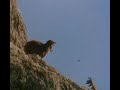 Aguila-Real-A-Cabra-