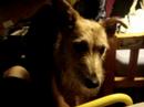 doggy doggy dog doggy doggy dog