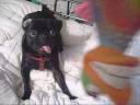 DOG! 2.0.wmv