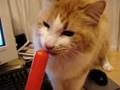 videos de Aslan Eating a Popsicle