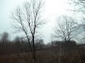 Minnesota Backwoods