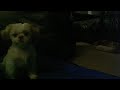 Funny Dog