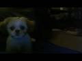 Funny-Dog