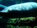 manatees at seaworld
