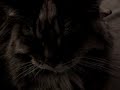 Adult Cat Nursing on a Blanket Adult Cat Nursing on a Blanket