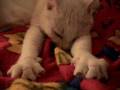 Adult Cat Nursing on a Blanket