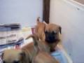 puppy tosa