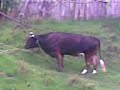 golpeando toro