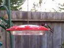 Male Anna's Hummingbird