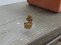 Baby Spiders Baby Spiders
