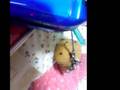 温泉まんじゅう君