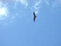 The Great Frigatebird (Fregata minor)