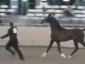 2007 Scottsdale Arabian Horse Show