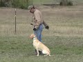Heritage Kennels - Junior Dogs - Heel Sit
