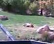 Canberra Zoo - Tigon