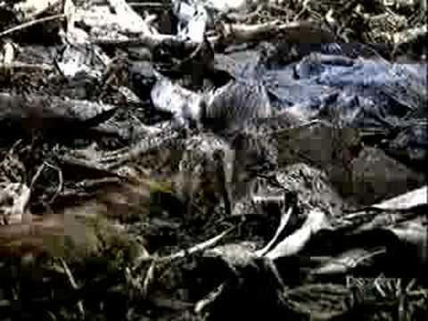 Giant Centipede VS Tarantula