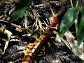 Giant Centipede VS Tarantula