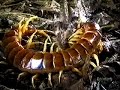 Giant Centipede VS Tarantula