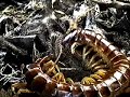 Giant Centipede VS Tarantula
