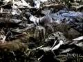 Giant Centipede VS Tarantula