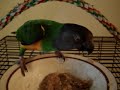 Senegal Parrot pigging out! Senegal Parrot pigging out!