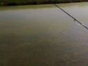 CARPFISHING-LOTTA CON L\ CARPFISHING-LOTTA CON L\
