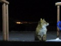 HOPPY AND MIDNIGHT SNACK.wmv