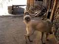 kangal kastamonu 4 kangal�m cesur