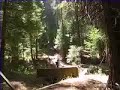 Bob Porter Tree removal