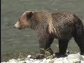 Grizzlies, Wolves, and other North American Carnivores